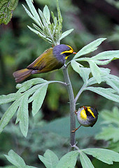 Abroscopus schisticeps