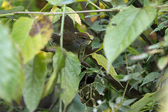 Horornis acanthizoides