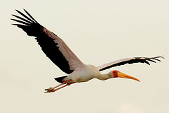 Mycteria ibis