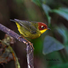 Cettia castaneocoronata
