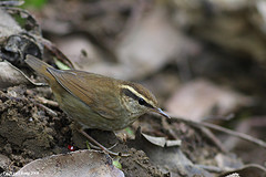 Urosphena squameiceps