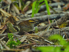 Urosphena whiteheadi