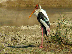 Mycteria leucocephala