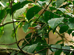 Erythrocercus mccallii