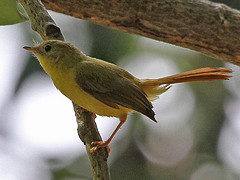 Erythrocercus livingstonei