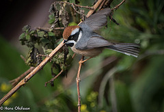 Aegithalos concinnus