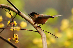 Aegithalos iouschistos