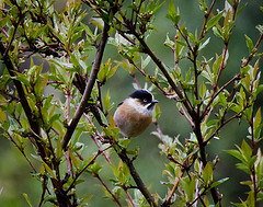 Aegithalos bonvaloti