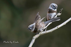 Aegithalos fuliginosus