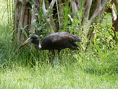 Anastomus lamelligerus