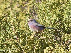 Leptopoecile sophiae