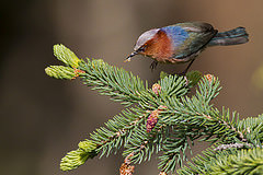 Leptopoecile elegans