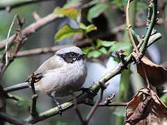 Psaltriparus minimus