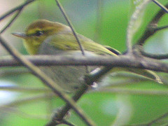 Phylloscopus ruficapilla