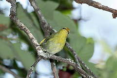 Phylloscopus laurae