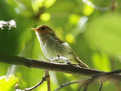 Phylloscopus laetus