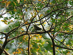 Phylloscopus budongoensis