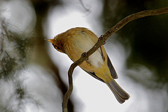 Phylloscopus umbrovirens