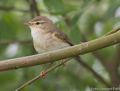 Phylloscopus trochilus