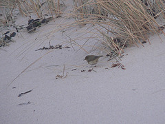 Phylloscopus collybita