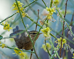 Phylloscopus canariensis