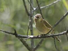 Phylloscopus sindianus