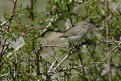 Phylloscopus neglectus