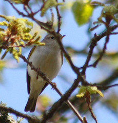 Phylloscopus bonelli