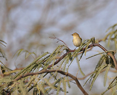 Phylloscopus orientalis