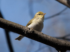 Phylloscopus sibilatrix