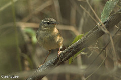 Phylloscopus fuscatus