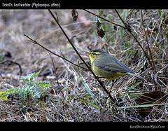 Phylloscopus affinis