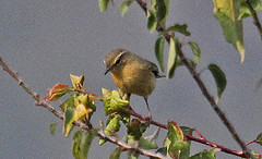 Phylloscopus subaffinis