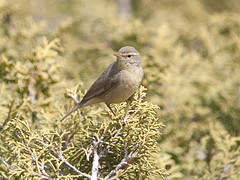 Phylloscopus griseolus
