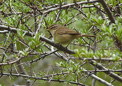 Phylloscopus armandii