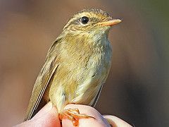 Phylloscopus schwarzi