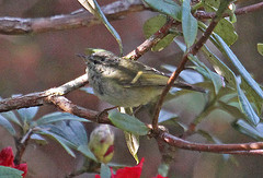 Phylloscopus pulcher