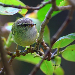 Phylloscopus maculipennis
