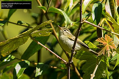 Phylloscopus yunnanensis