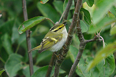 Phylloscopus proregulus