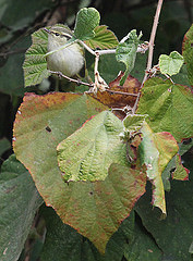 Phylloscopus chloronotus