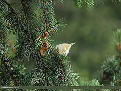 Phylloscopus subviridis