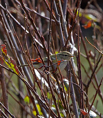 Phylloscopus inornatus