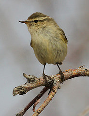 Phylloscopus humei
