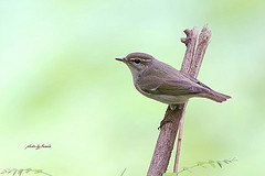 Phylloscopus borealis