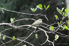 Phylloscopus nitidus