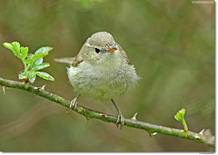 Phylloscopus trochiloides