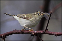 Phylloscopus plumbeitarsus