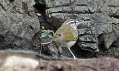 Phylloscopus tenellipes