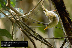 Phylloscopus magnirostris